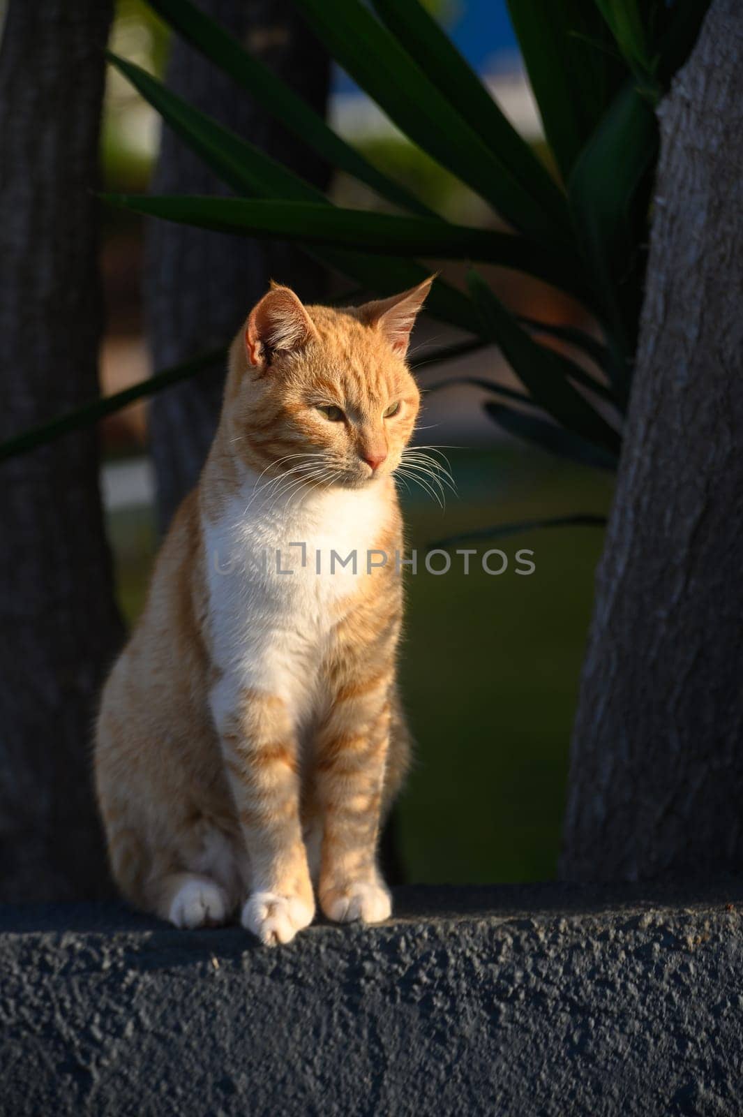 ginger cat basks in the sun in winter in Cyprus 5 by Mixa74