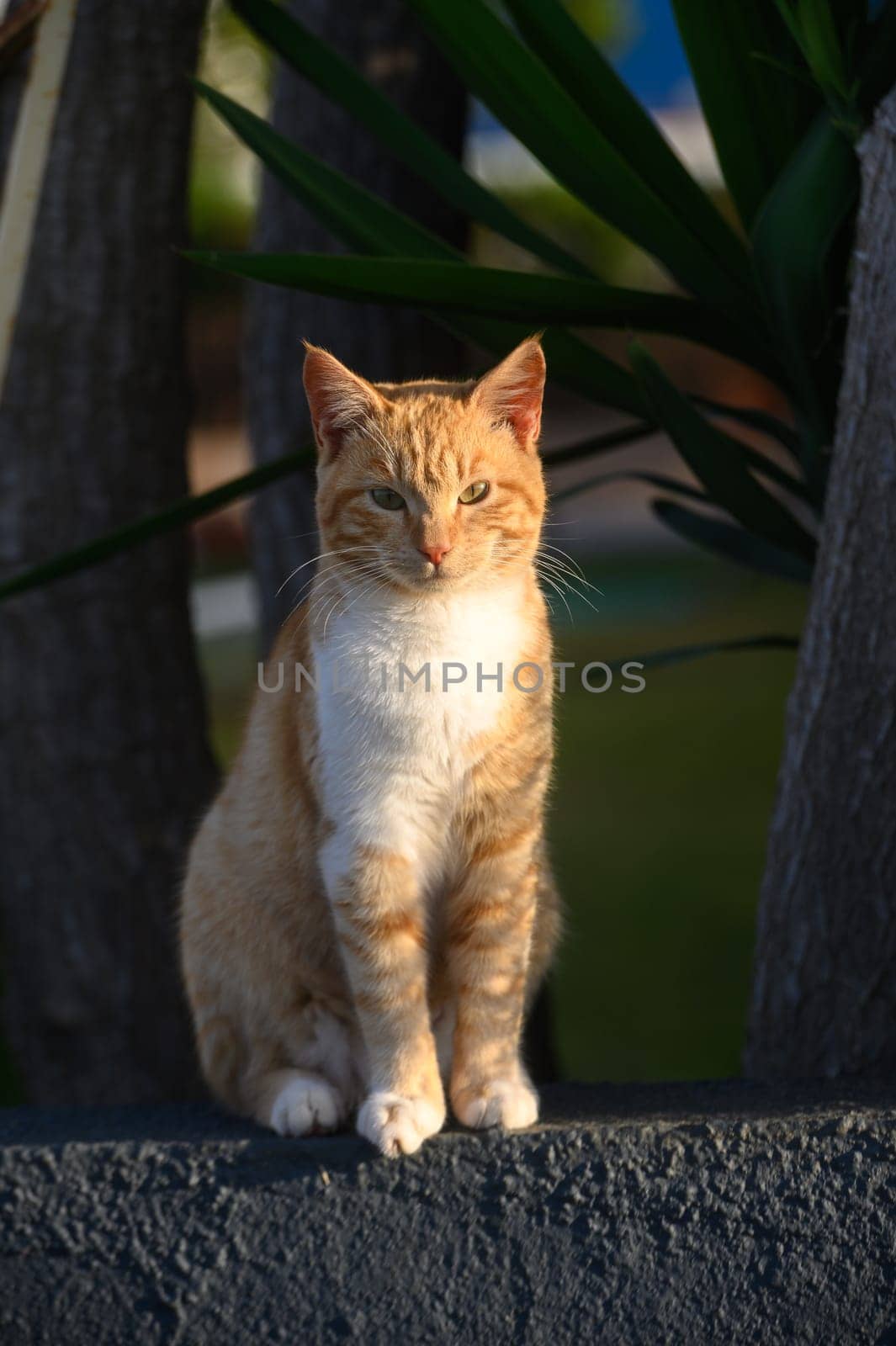 ginger cat basks in the sun in winter in Cyprus 5