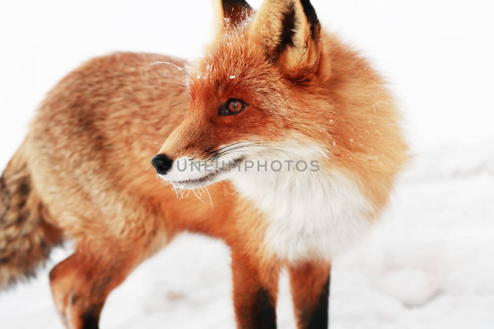 A fox portrait against white winter background