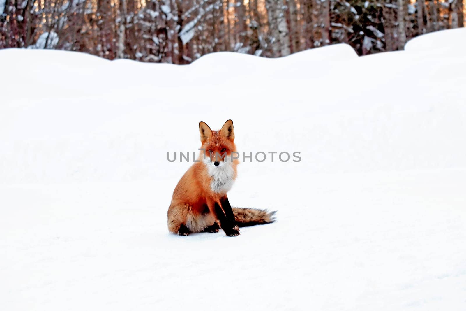 A fox portrait against white winter background
