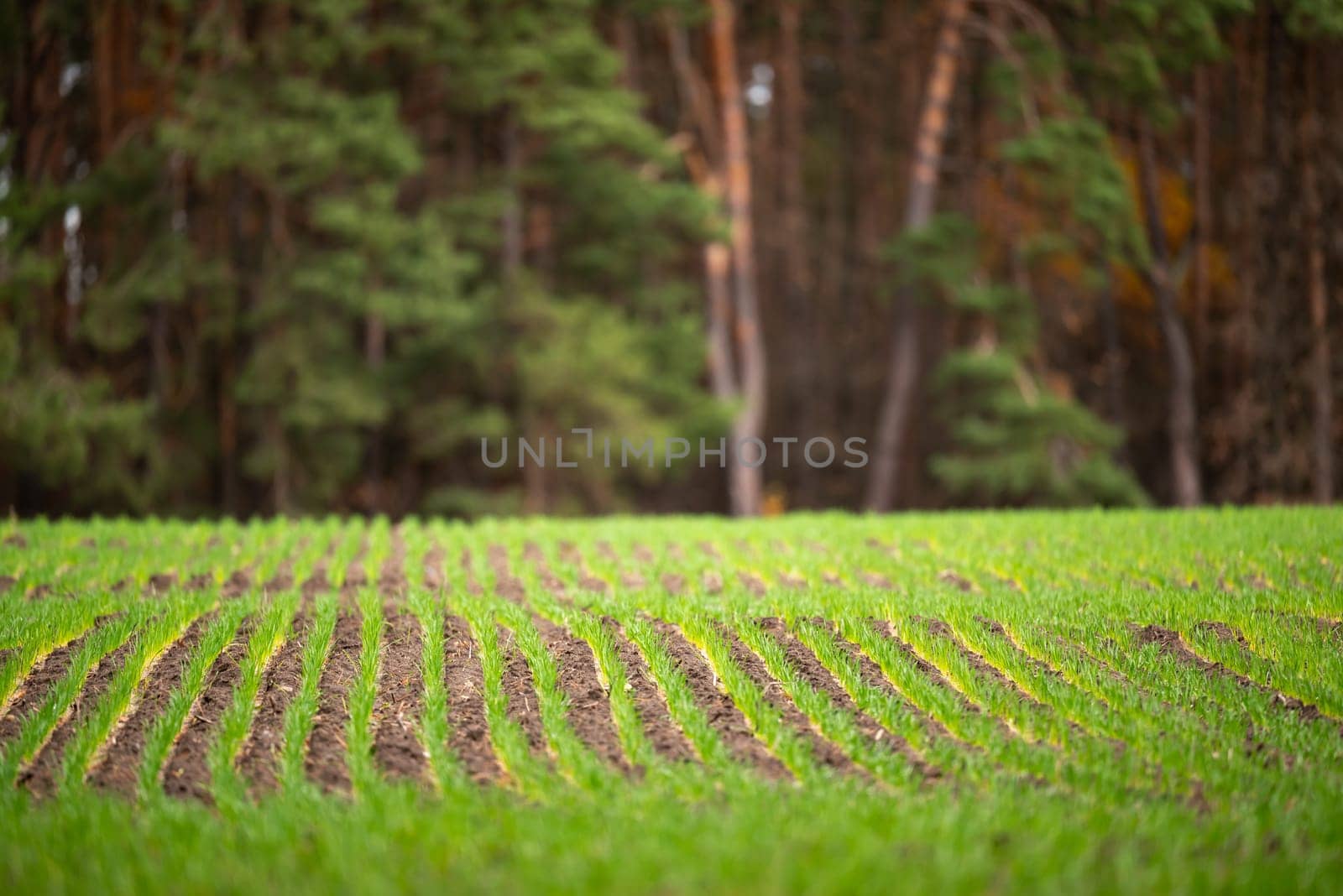 Bright green crops growing in rows in countryside near pine forest