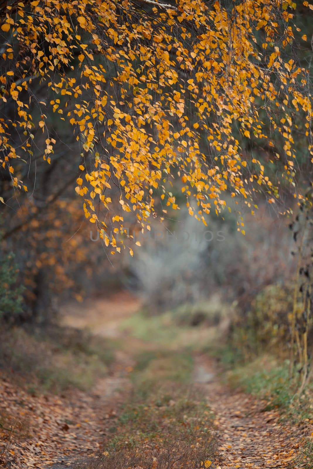 Birch tree branches with yellow leaves above dirt road by VitaliiPetrushenko