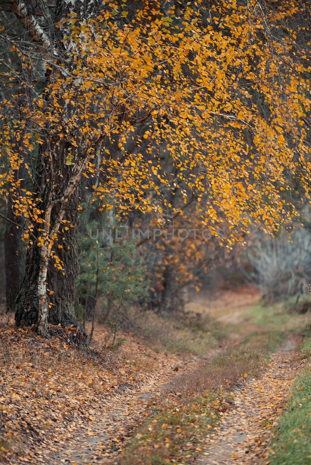 Autumn landscape of rural nature by VitaliiPetrushenko
