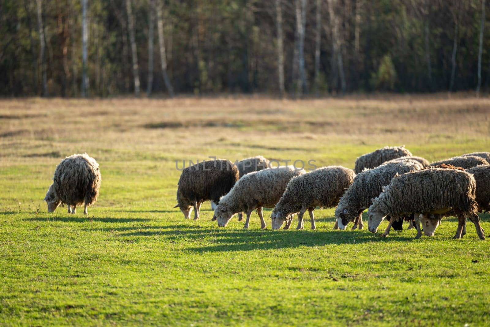 Sheep grazing on green grass by VitaliiPetrushenko
