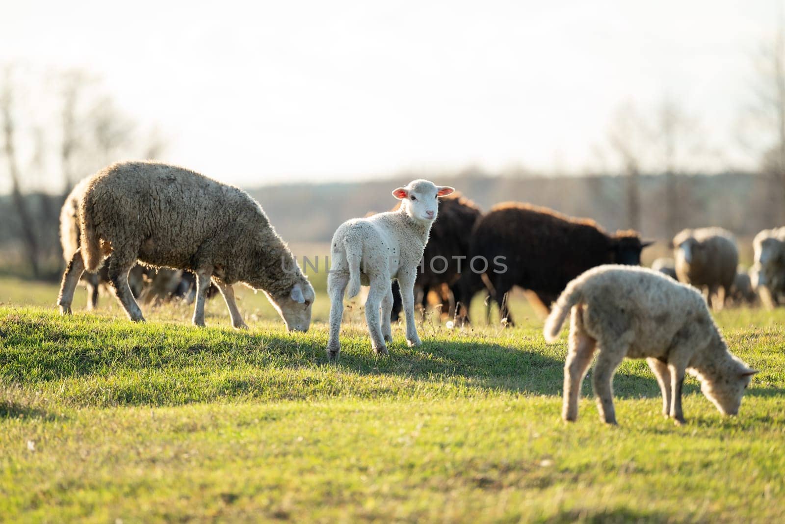 Sheep on a green field by VitaliiPetrushenko