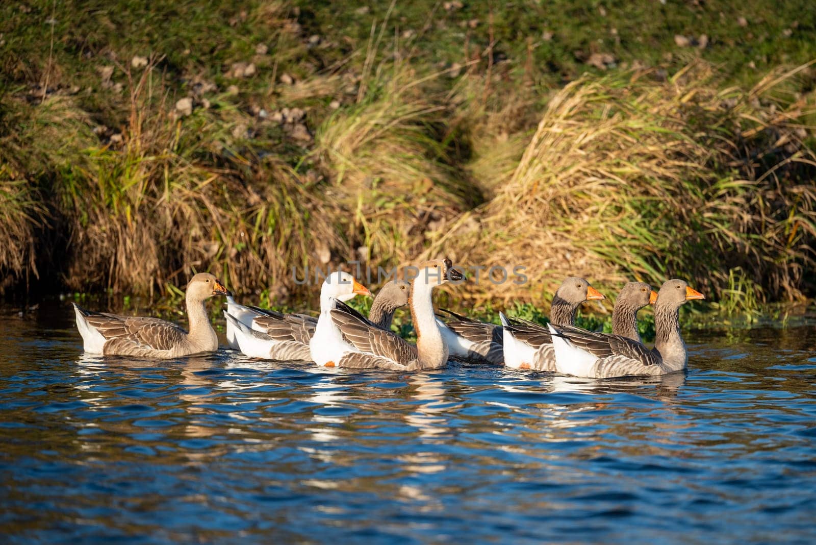 Gaggle of geese on the river by VitaliiPetrushenko
