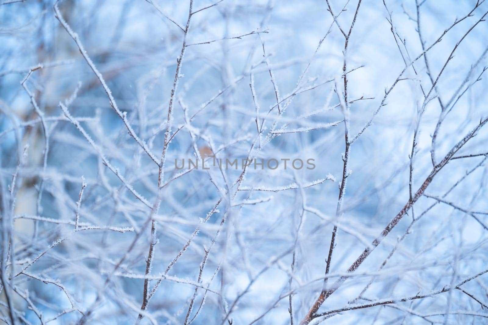 Close up of branches of birch tree in frost by VitaliiPetrushenko