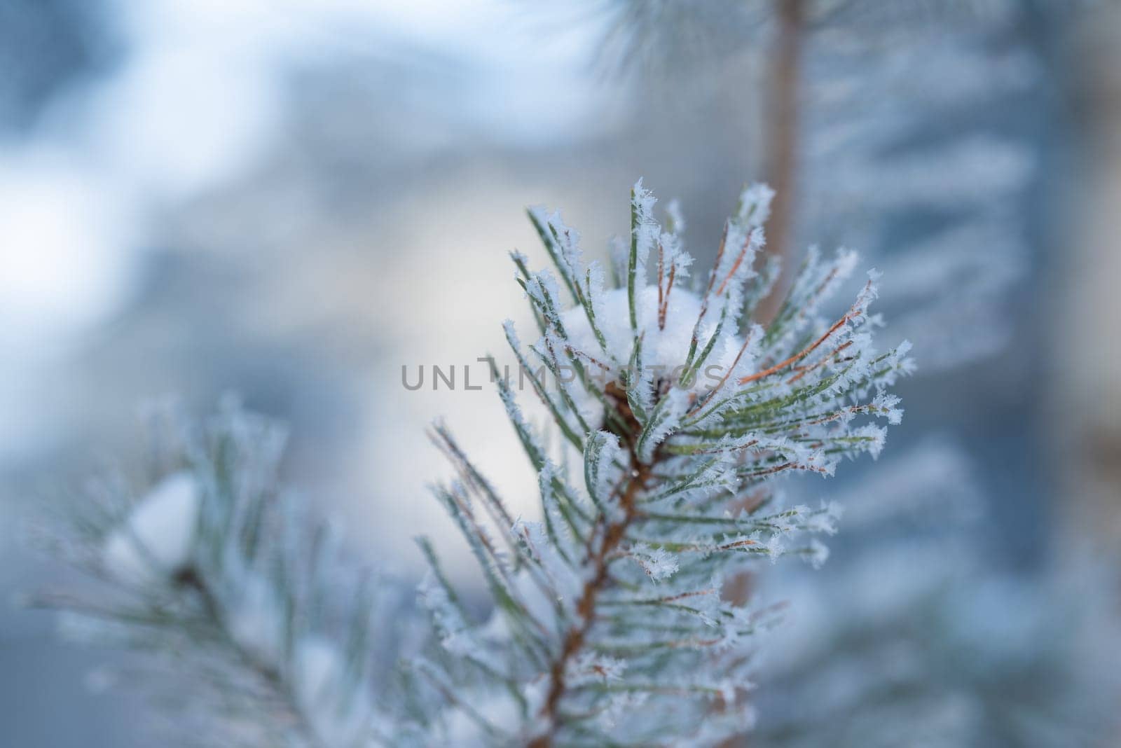 Close up of pine tree branch in snow and frost with background of forest by VitaliiPetrushenko