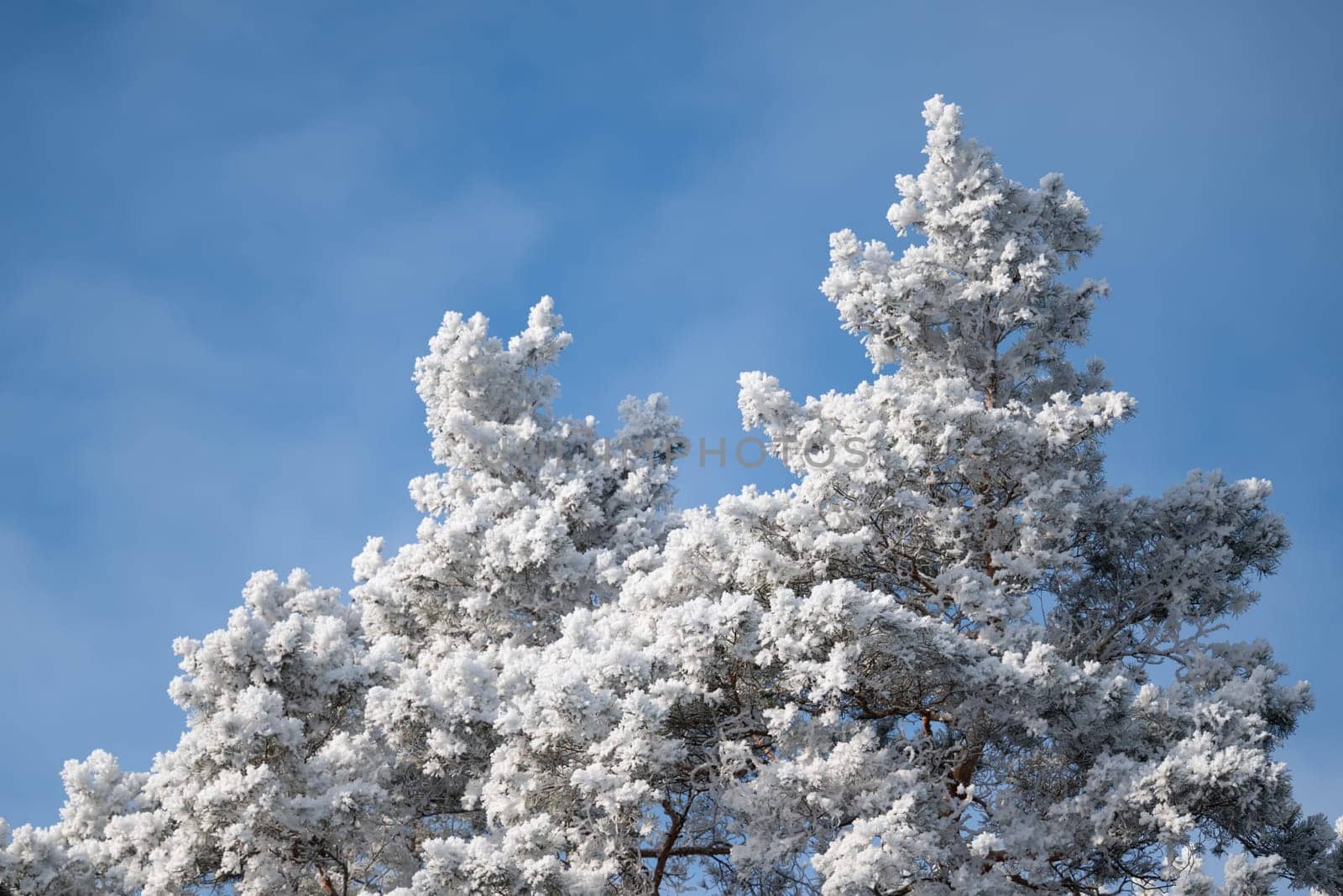 Tops of pine trees in heavy snow and frost in sunny frosty winter morning by VitaliiPetrushenko