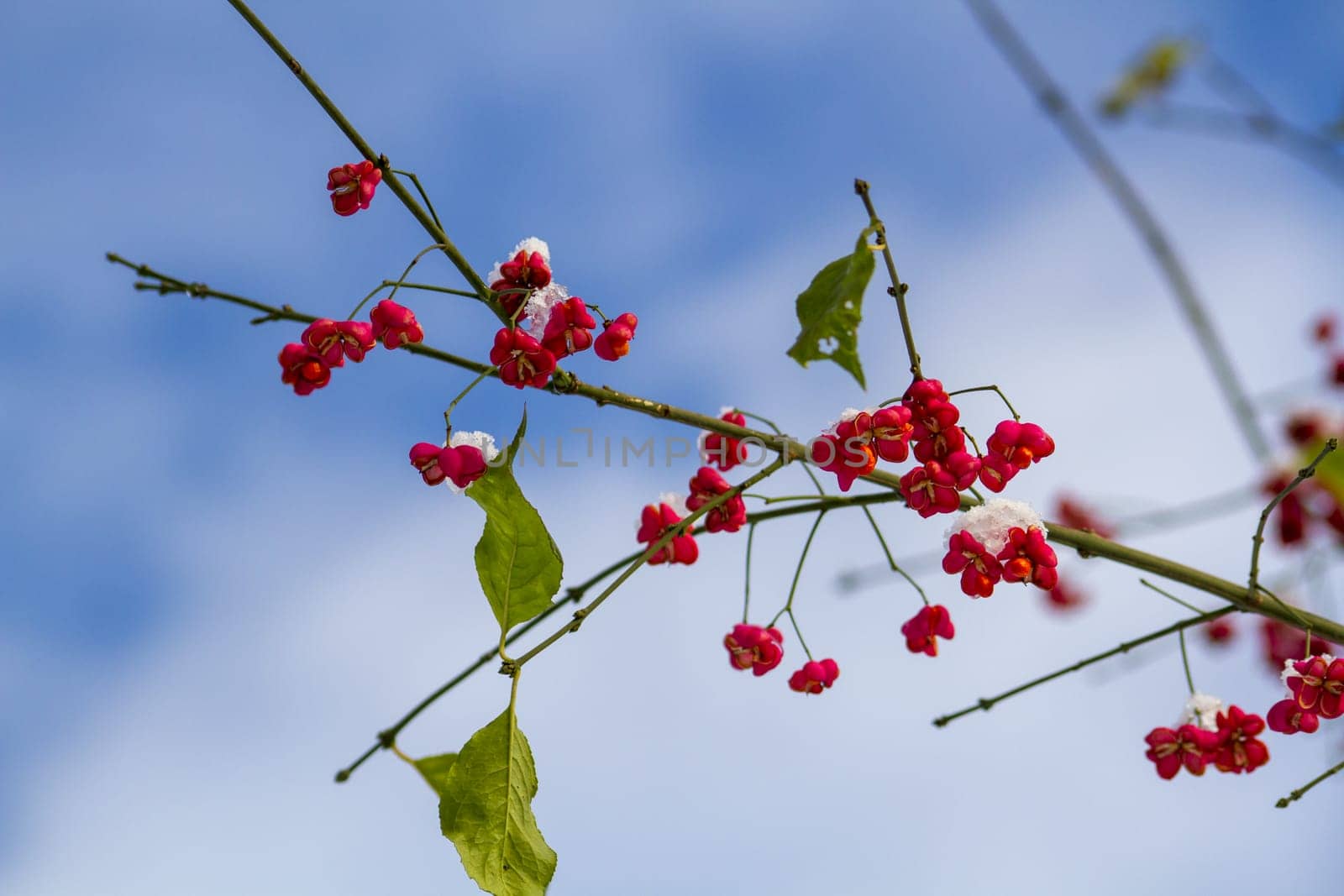 The Fruits of the European Spindle Tree by Maksym