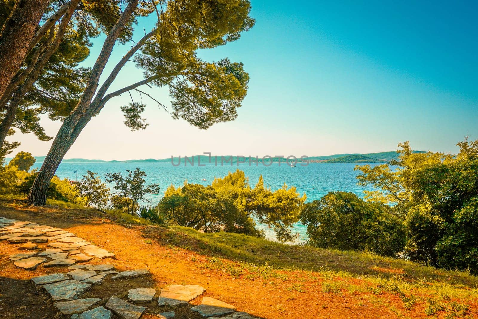 A Beautiful Display of Sun, Sea, and Pine Trees on Croatia's Coast, Pine Trees by stan111