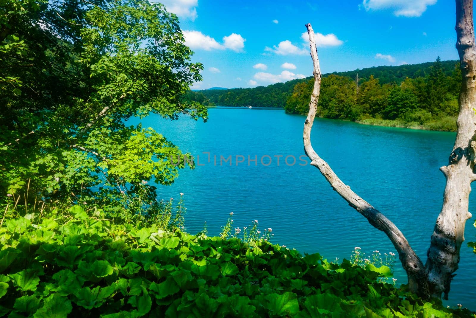 Landscape of lake in the forest. Plitvice Lakes National Park, Croatia, one of the oldest and largest national parks in Croatia. UNESCO World Heritage.