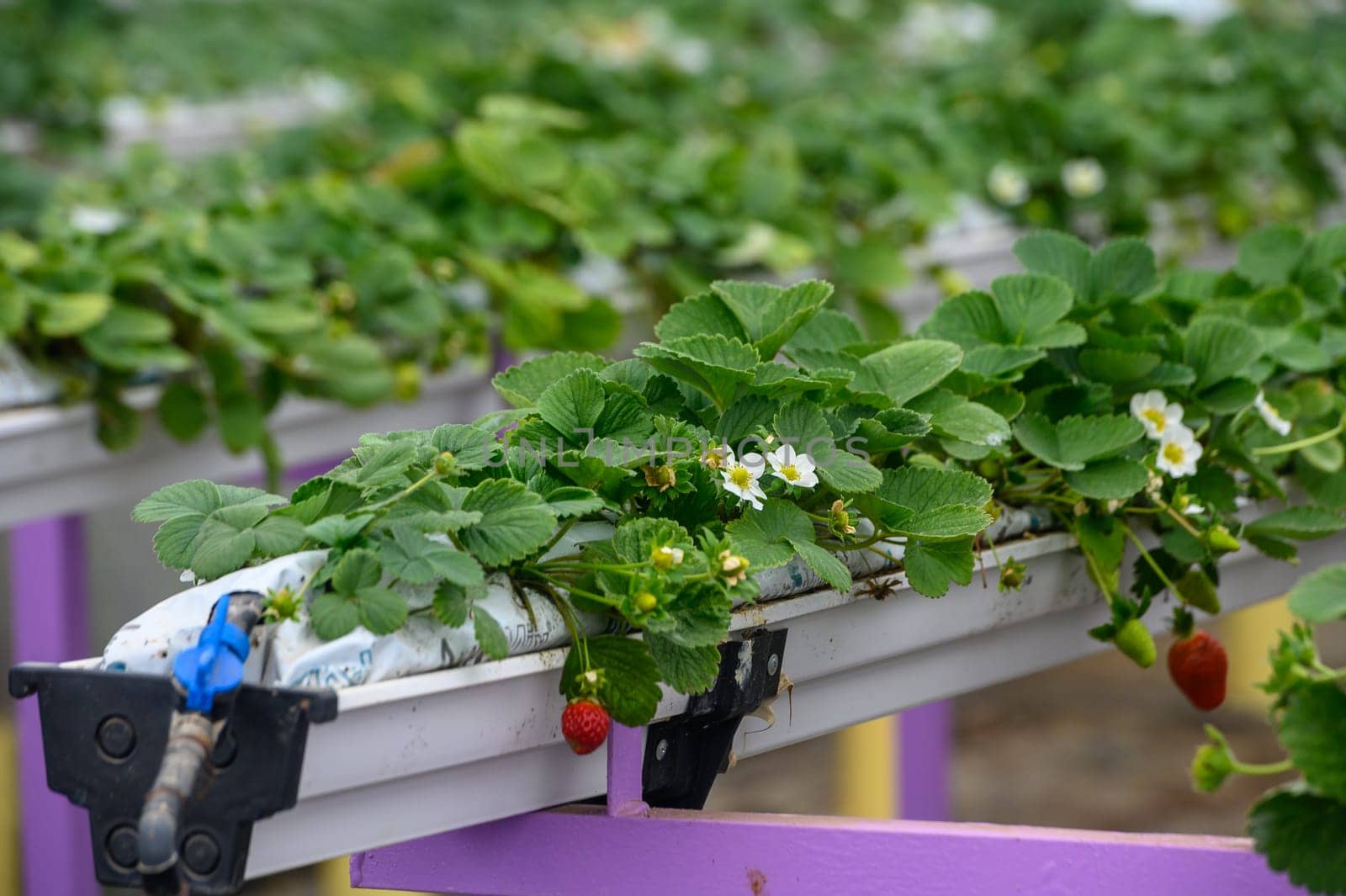 juicy strawberries in trays in a greenhouse in winter in Cyprus 5 by Mixa74