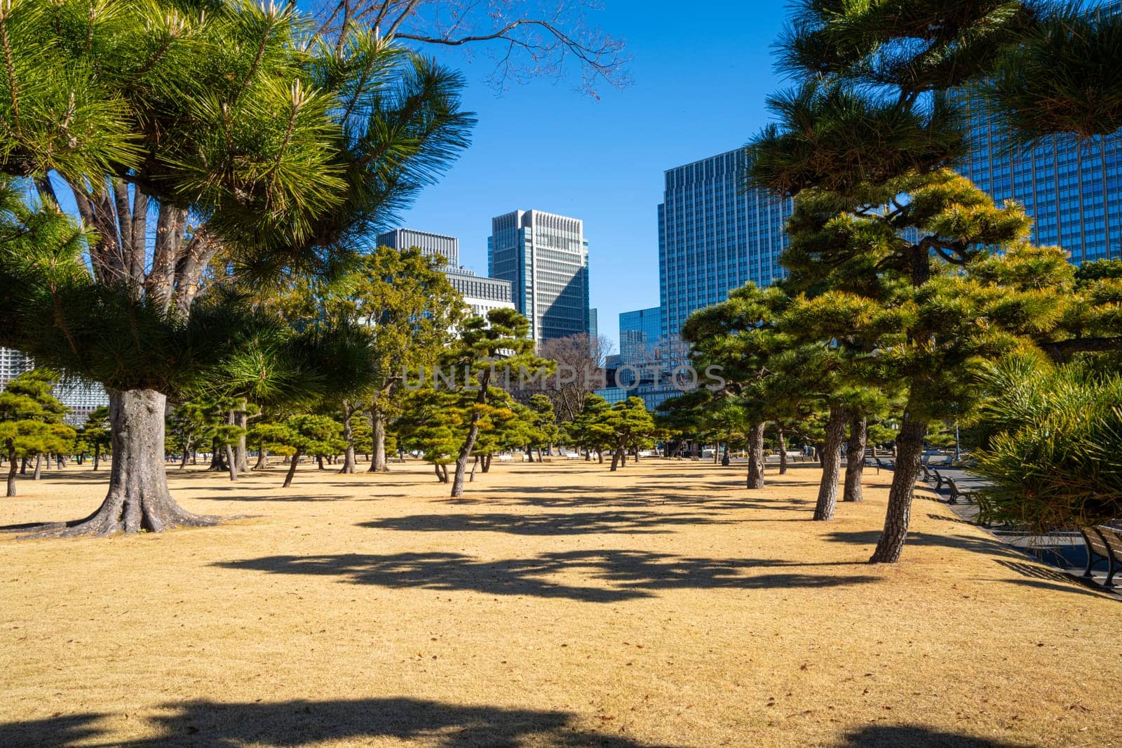 Tokyio, Japan. January 7, 2024.  panoramic view of Kokyo Gaien National Garden in the city center