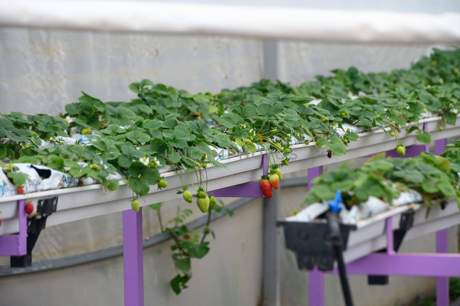 juicy strawberries in trays in a greenhouse in winter in Cyprus