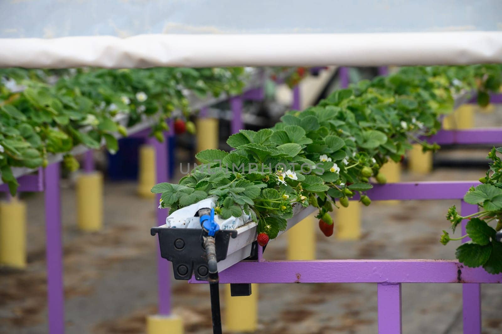 juicy strawberries ripen in a greenhouse in winter in Cyprus 5 by Mixa74