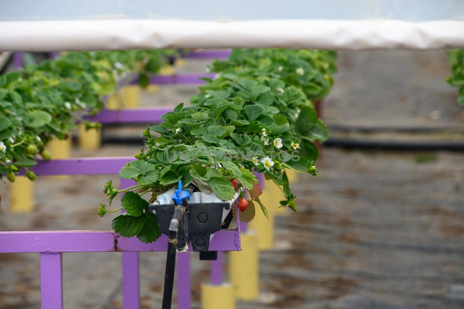 juicy strawberries ripen in a greenhouse in winter in Cyprus 4 by Mixa74