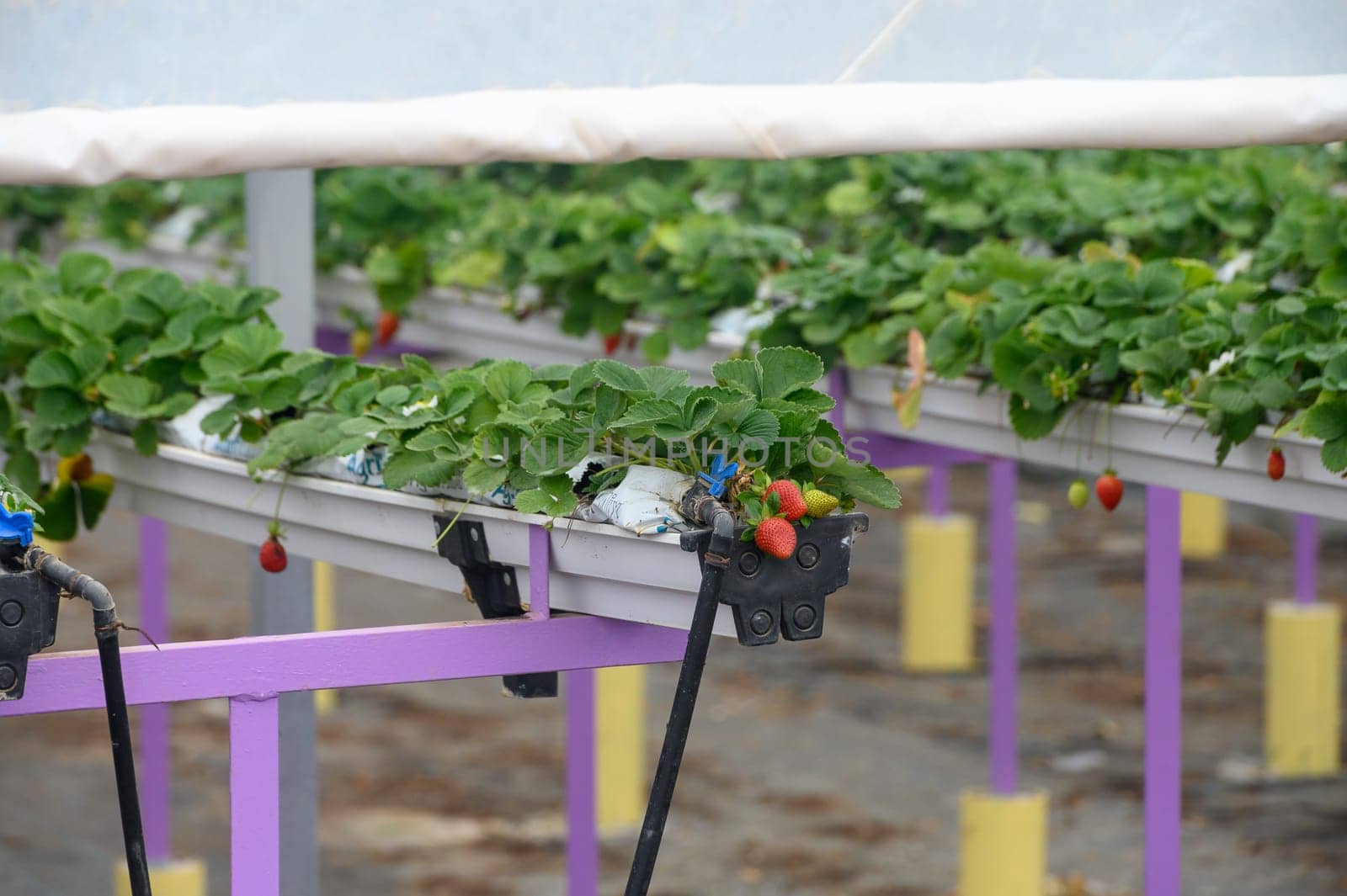 juicy strawberries ripen in a greenhouse in winter in Cyprus 2