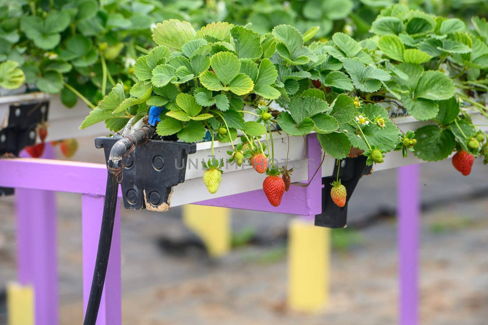 hanging beds with strawberries in a greenhouse 2 by Mixa74