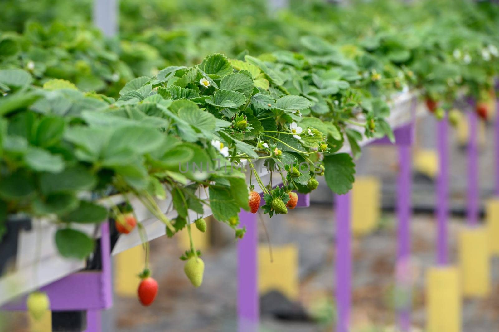 hanging beds with strawberries in a greenhouse 3