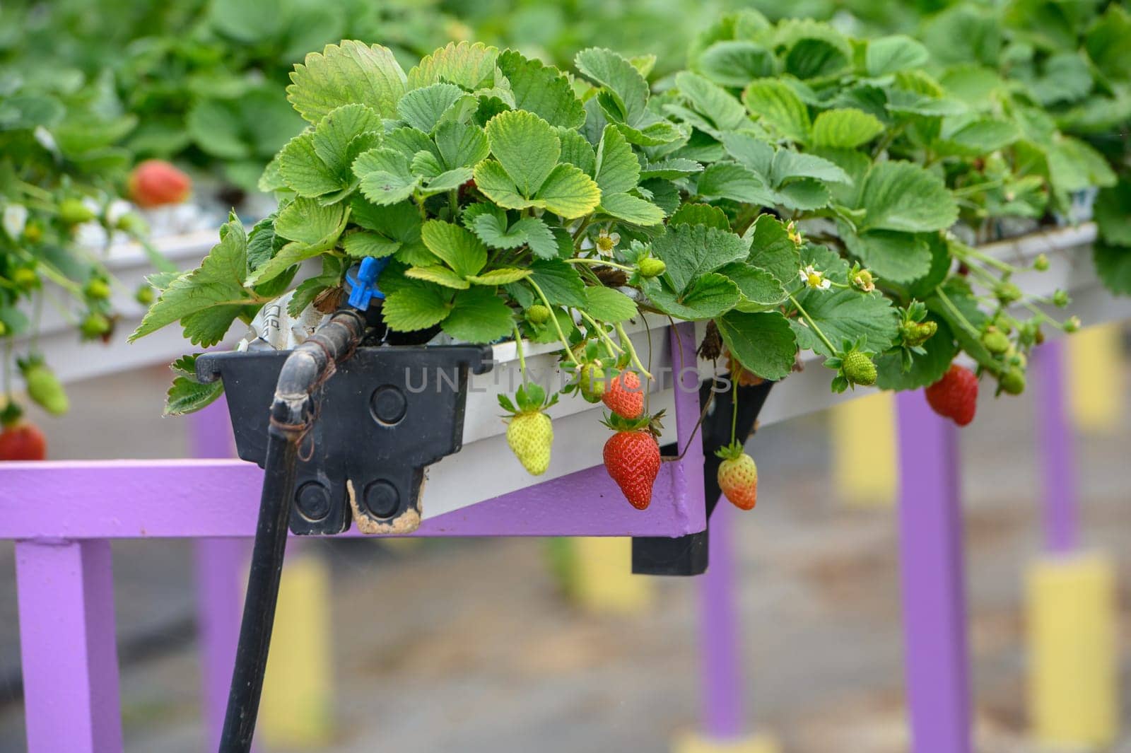 hanging beds with strawberries in a greenhouse 7
