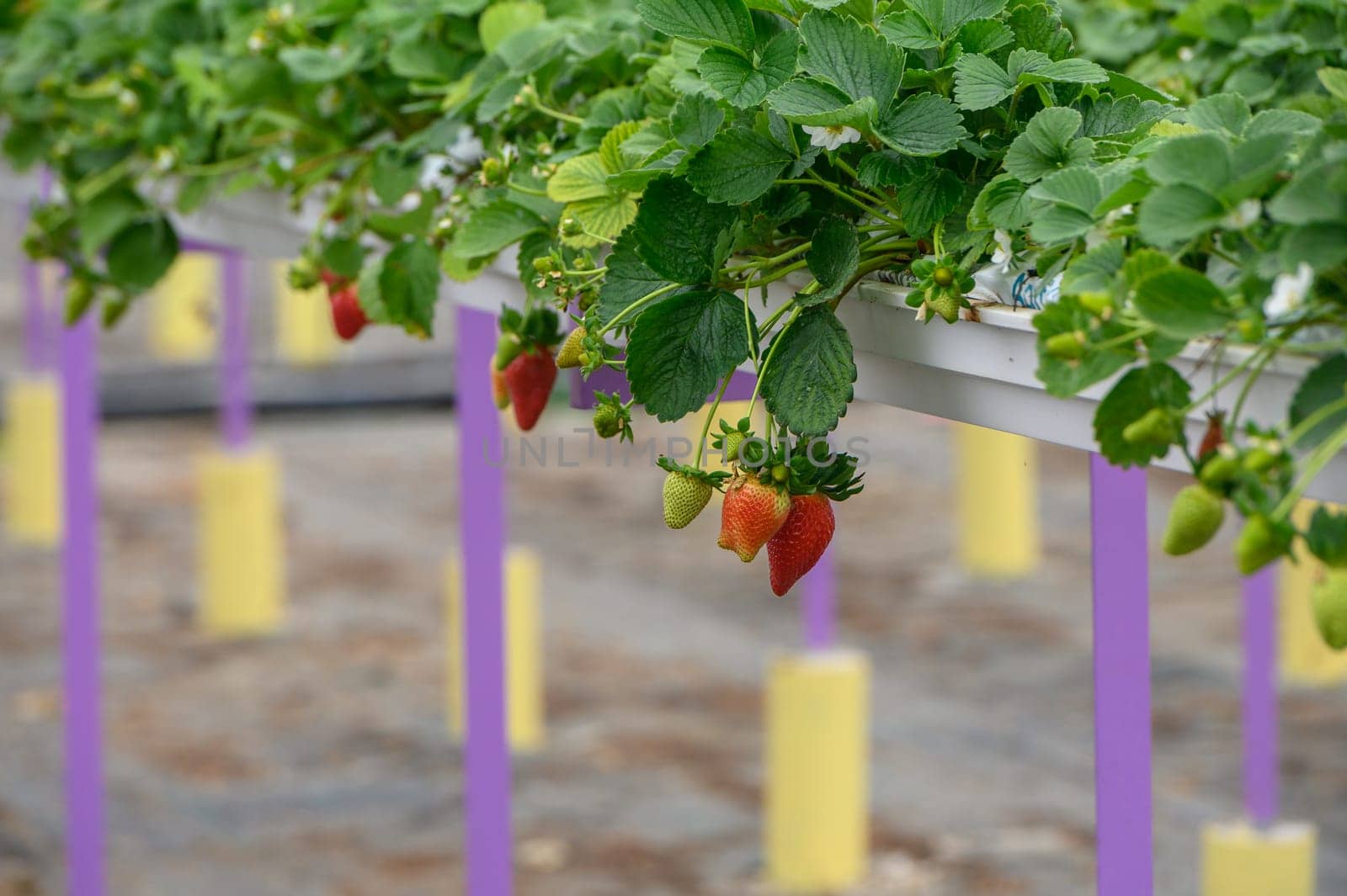 strawberries on hanging beds in a greenhouse