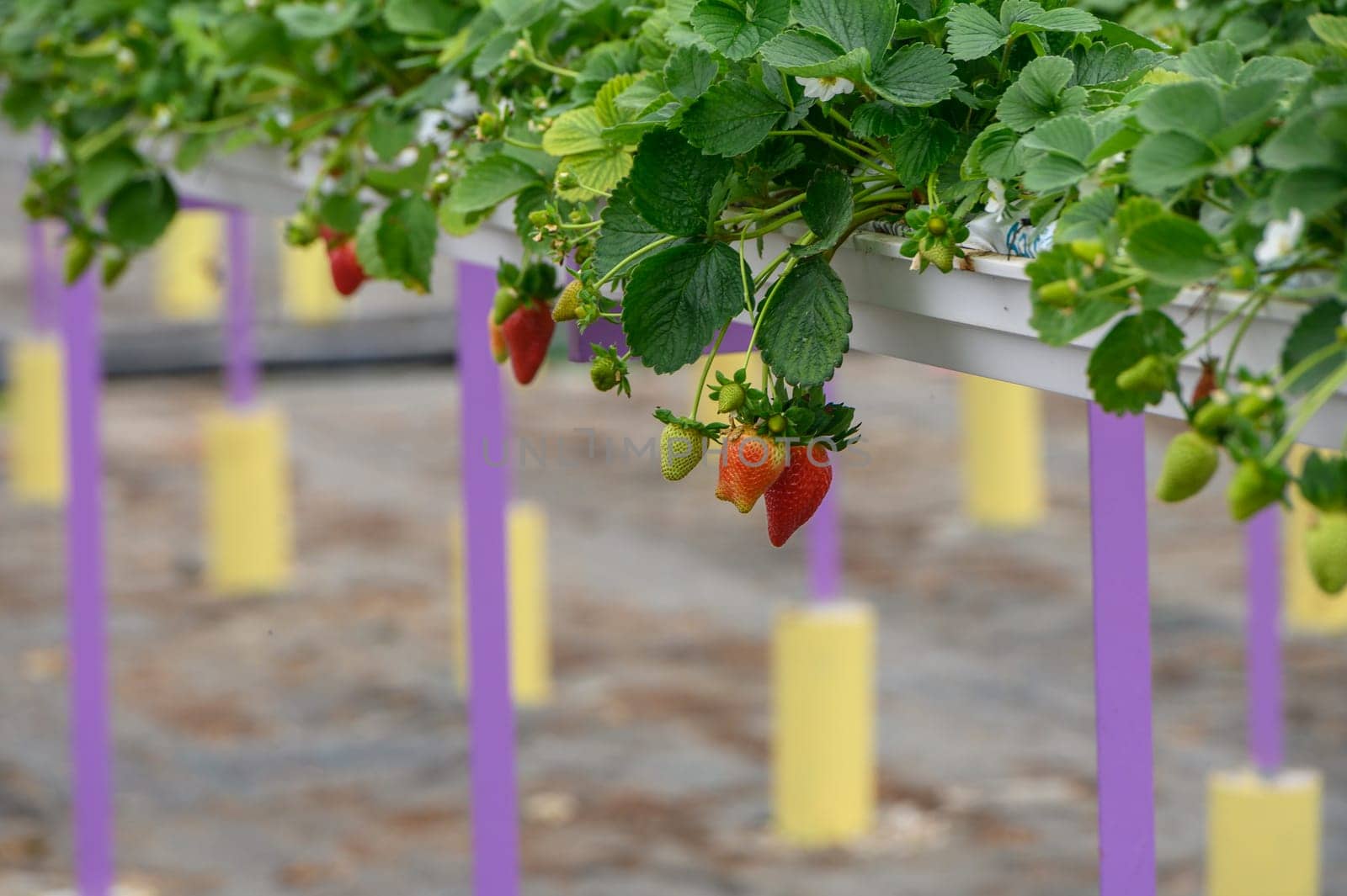 strawberries on hanging beds in a greenhouse 1