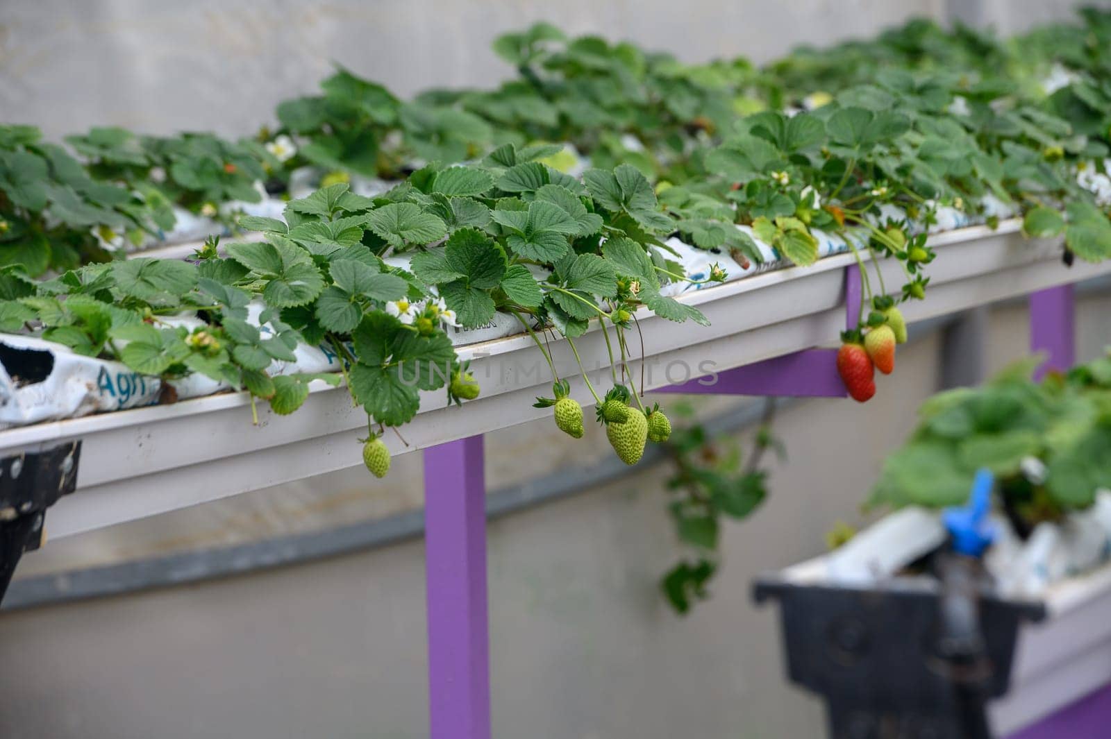 strawberries on hanging beds in a greenhouse 4