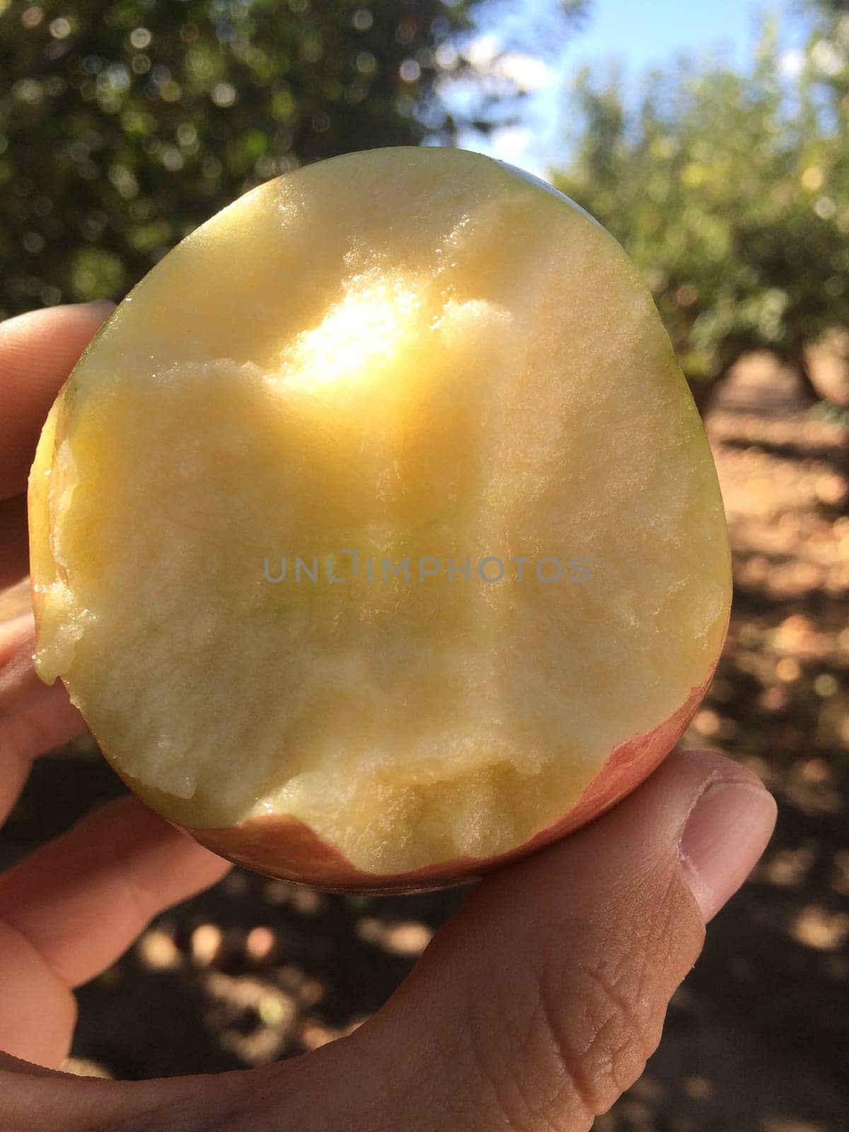 Hand Holding Half Eaten Fresh Apple in Apple Orchard in Arizona. High quality photo