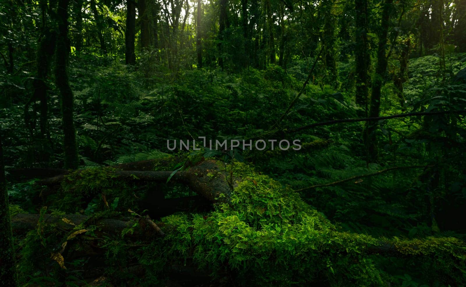 Dense dark green trees forest with rays of sunlight. Forest ecosystem. Biodiversity of the forest. Green trees capture CO2. Green forest background for carbon neutrality. Sustainable green environment