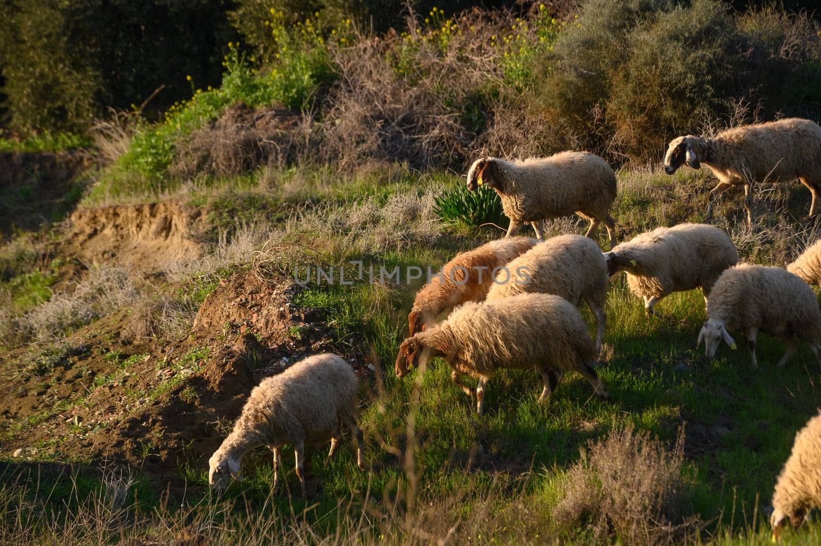 a flock of sheep and goats graze on a field in the village 19 by Mixa74