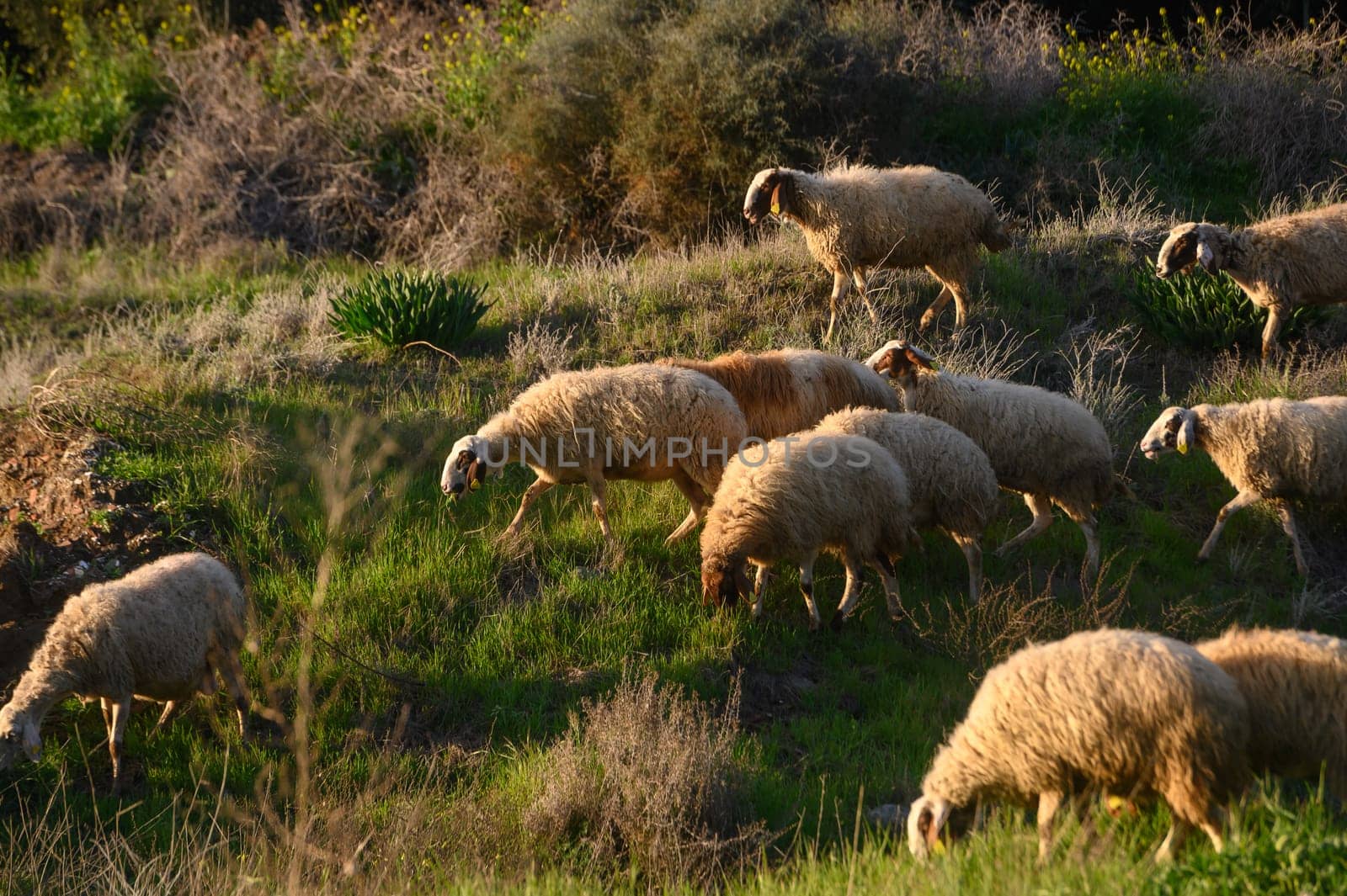 a flock of sheep and goats graze on a field in the village 16 by Mixa74