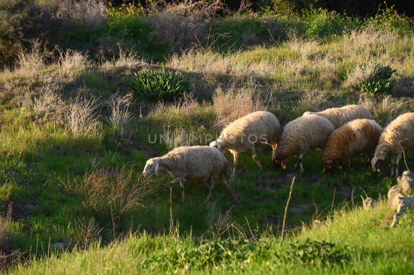 a flock of sheep and goats graze on a field in the village 14