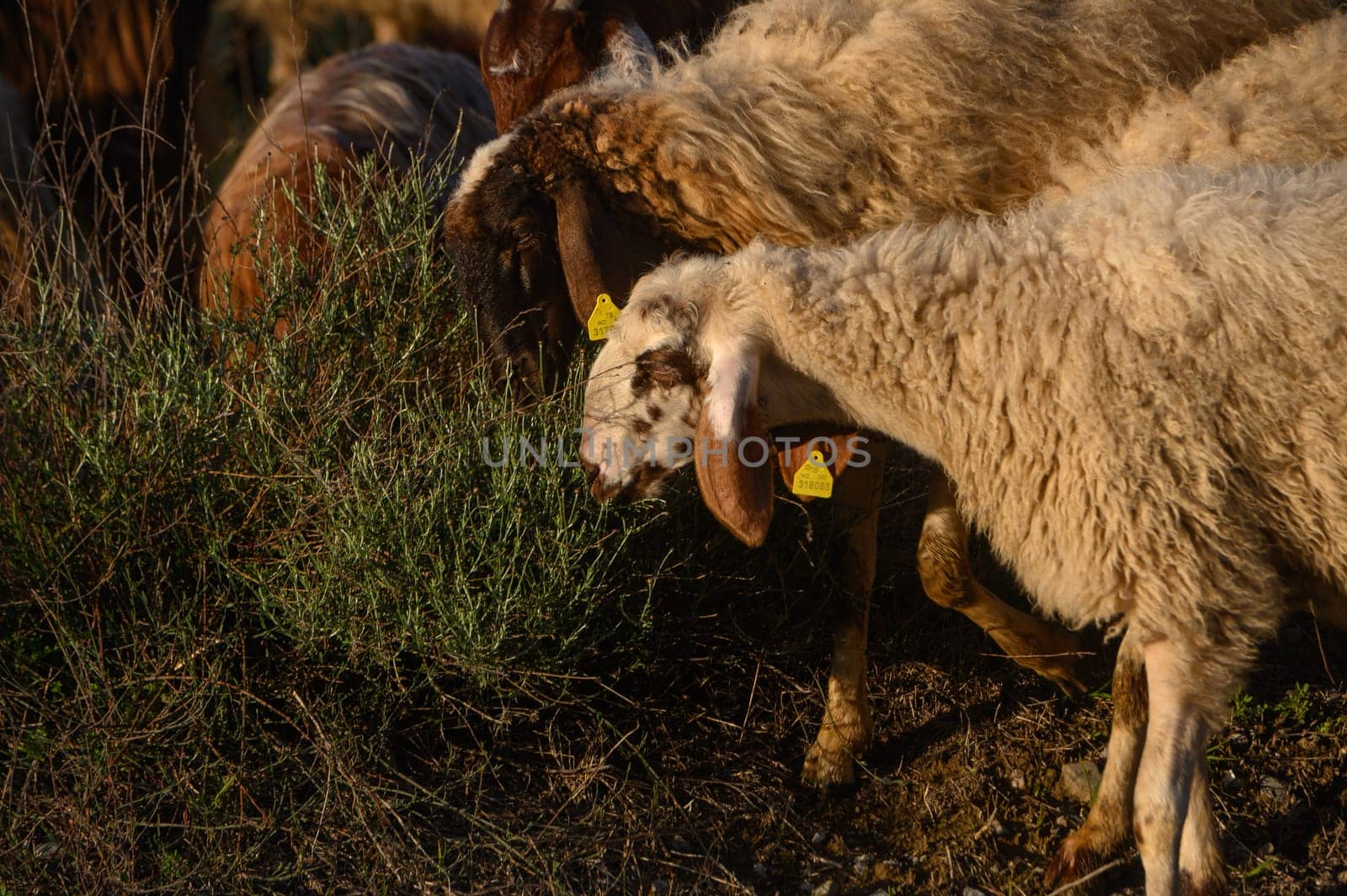 a flock of sheep and goats graze on a field in the village 10