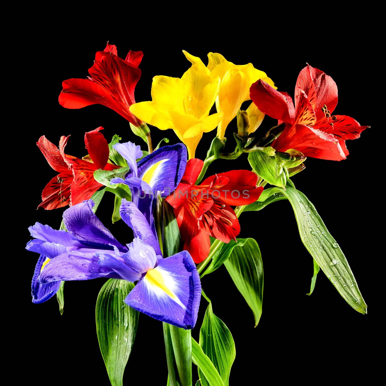 Beautiful blooming flowers with green leaves on a black background. Tricolor bouquet close-up.