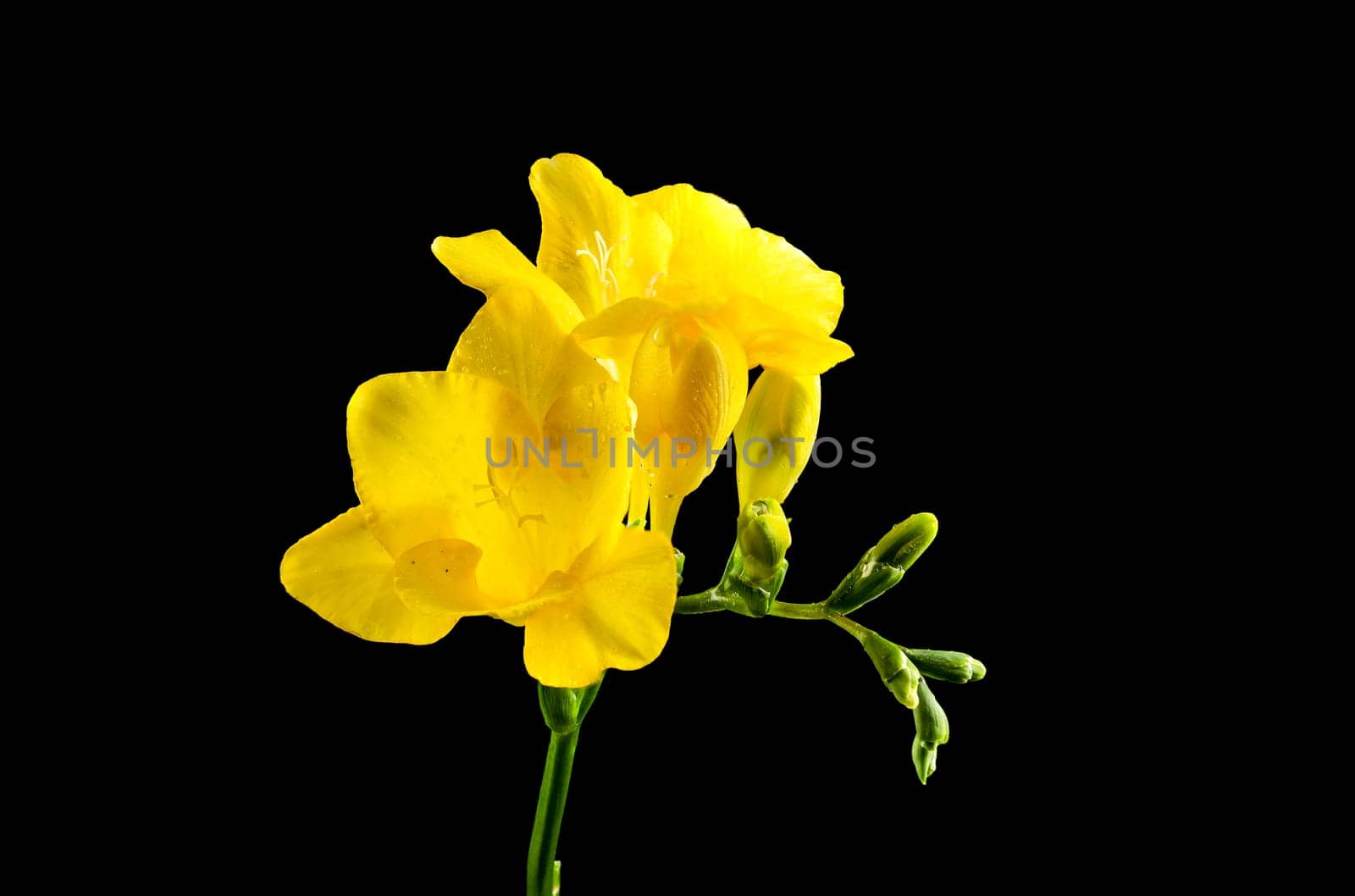 Beautiful Yellow freesia flower on a black background. Flower head close-up.