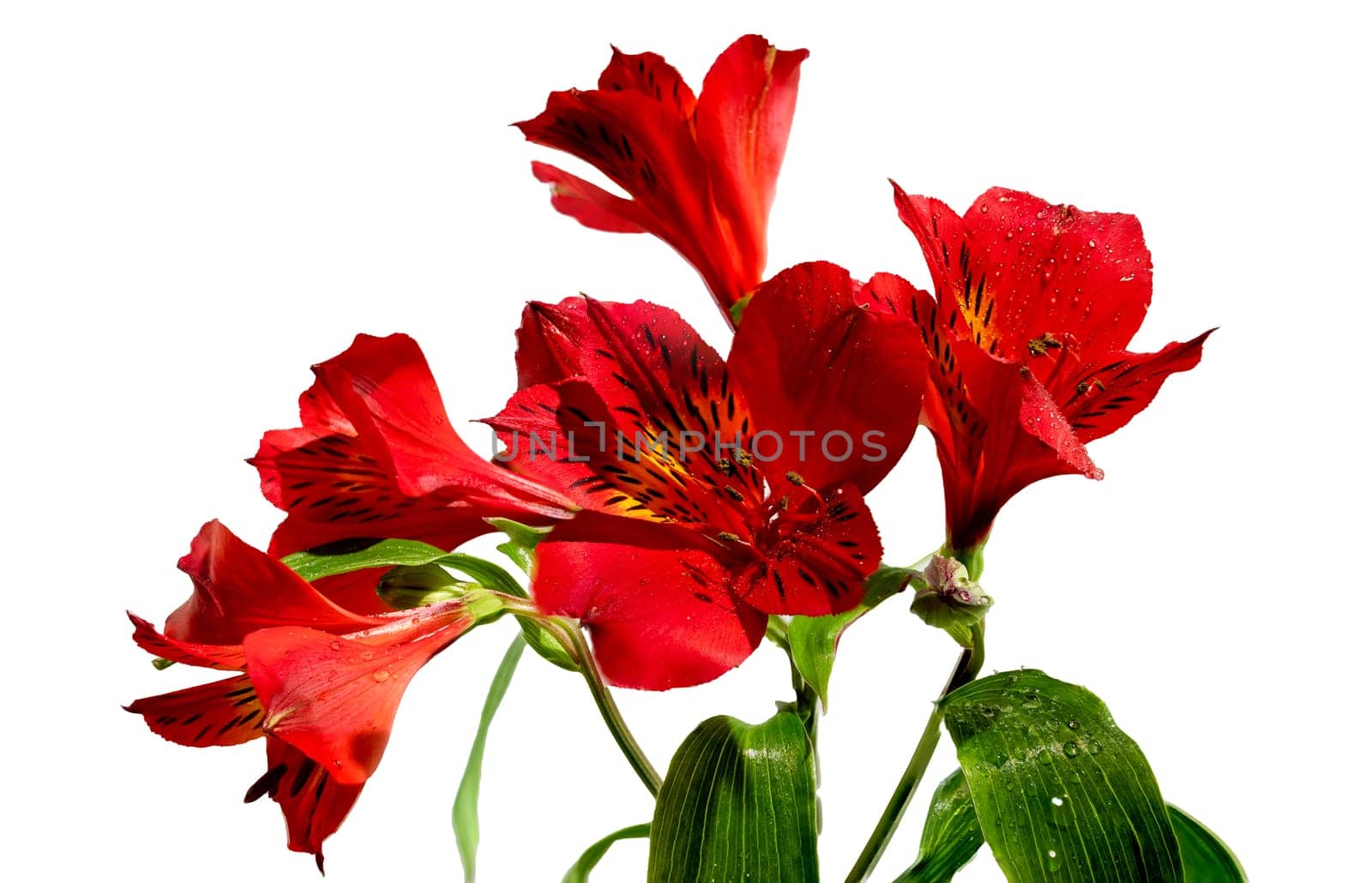 Red Alstroemeria flower on a white background by Multipedia