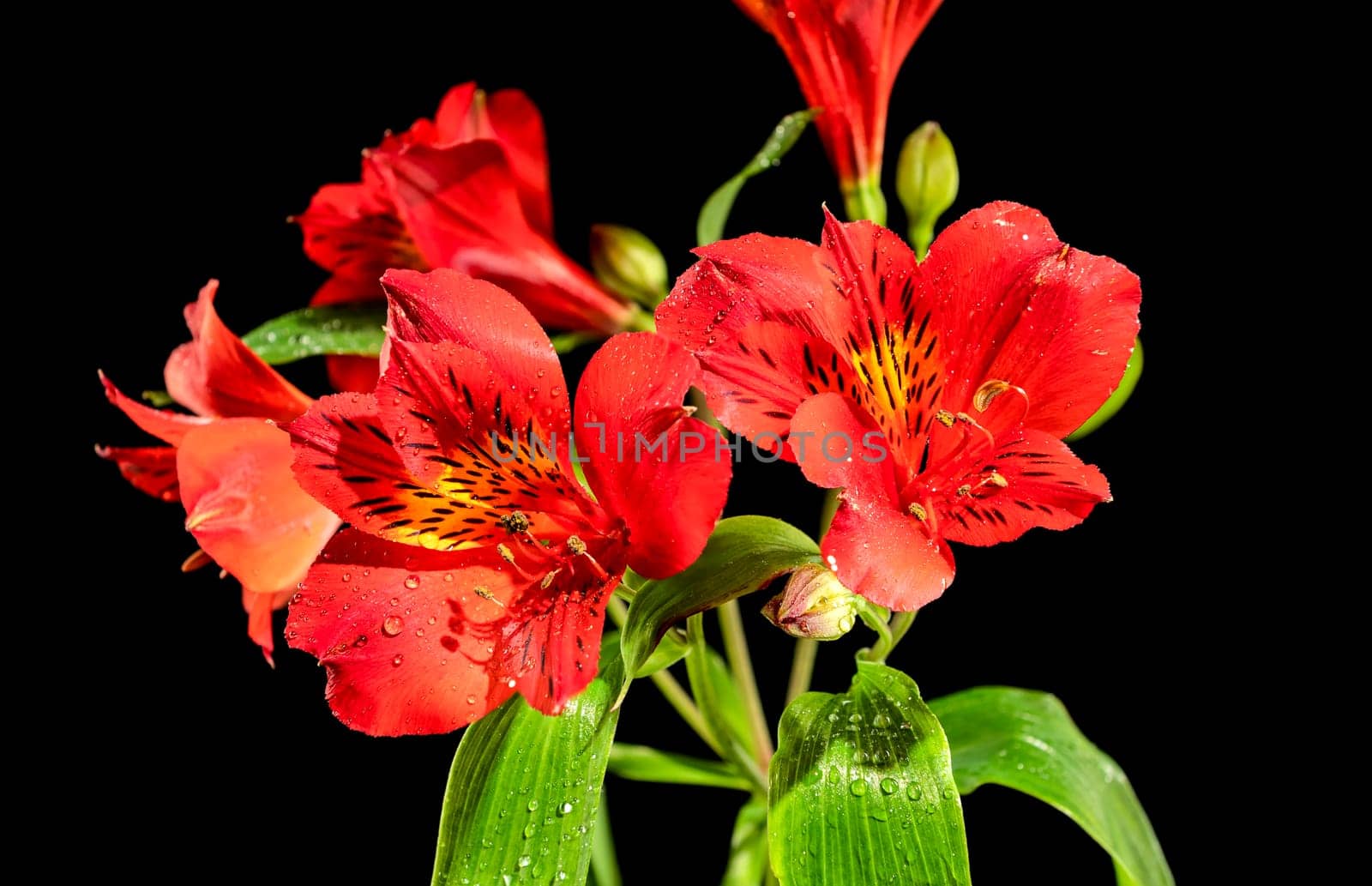 Beautiful blooming red Alstroemeria flower with green leaves on a black background. Flower head close-up.