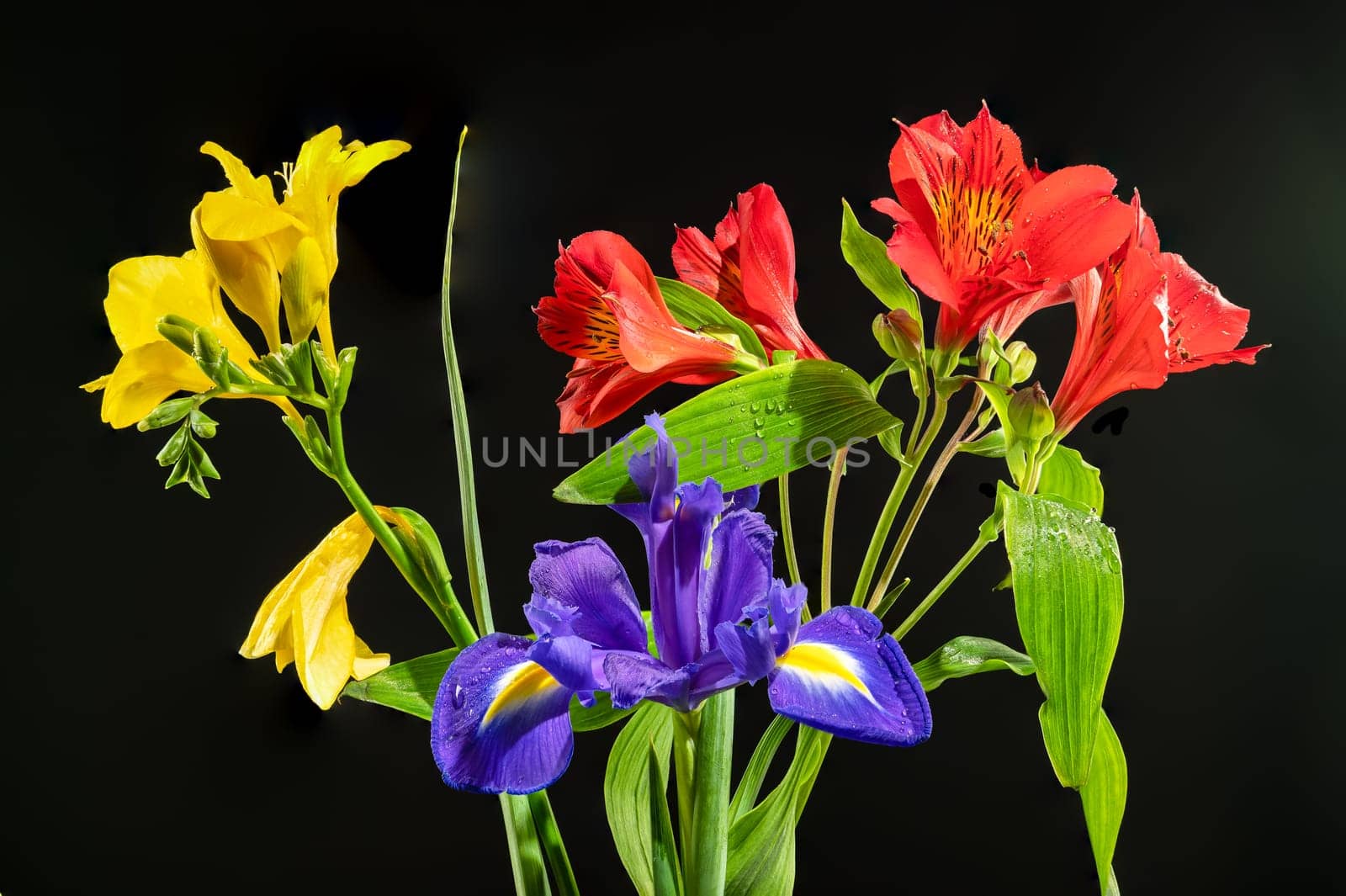 Beautiful blooming flowers with green leaves on a black background. Tricolor bouquet close-up.