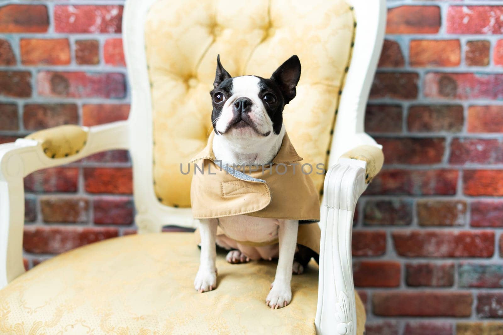 Boston Terrier puppy sitting on retro arm chair in studio by Zelenin