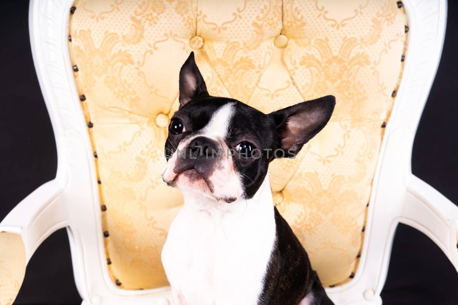 Boston Terrier puppy sitting on retro arm chair in studio by Zelenin