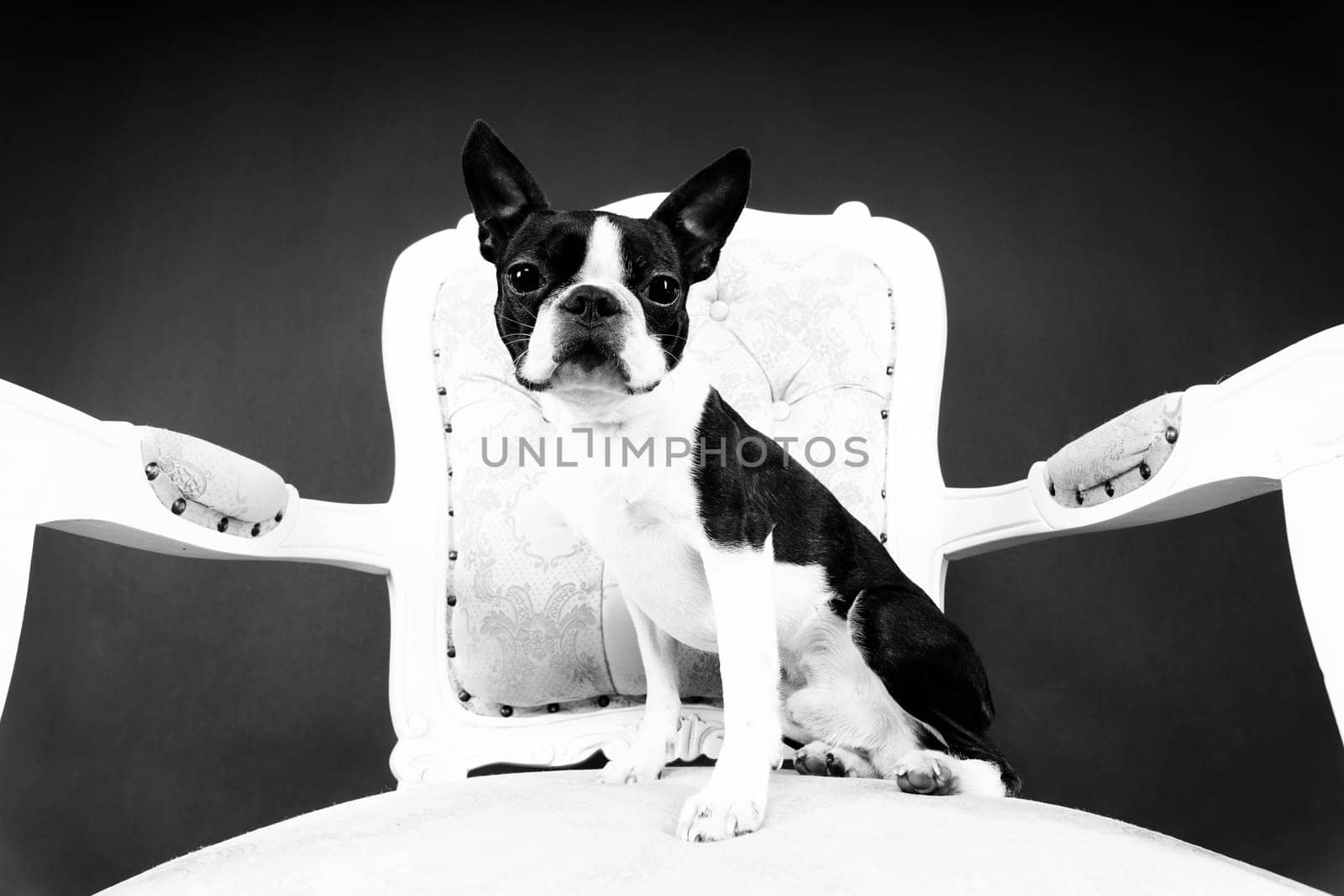 Boston Terrier puppy sitting on retro arm chair in studio by Zelenin