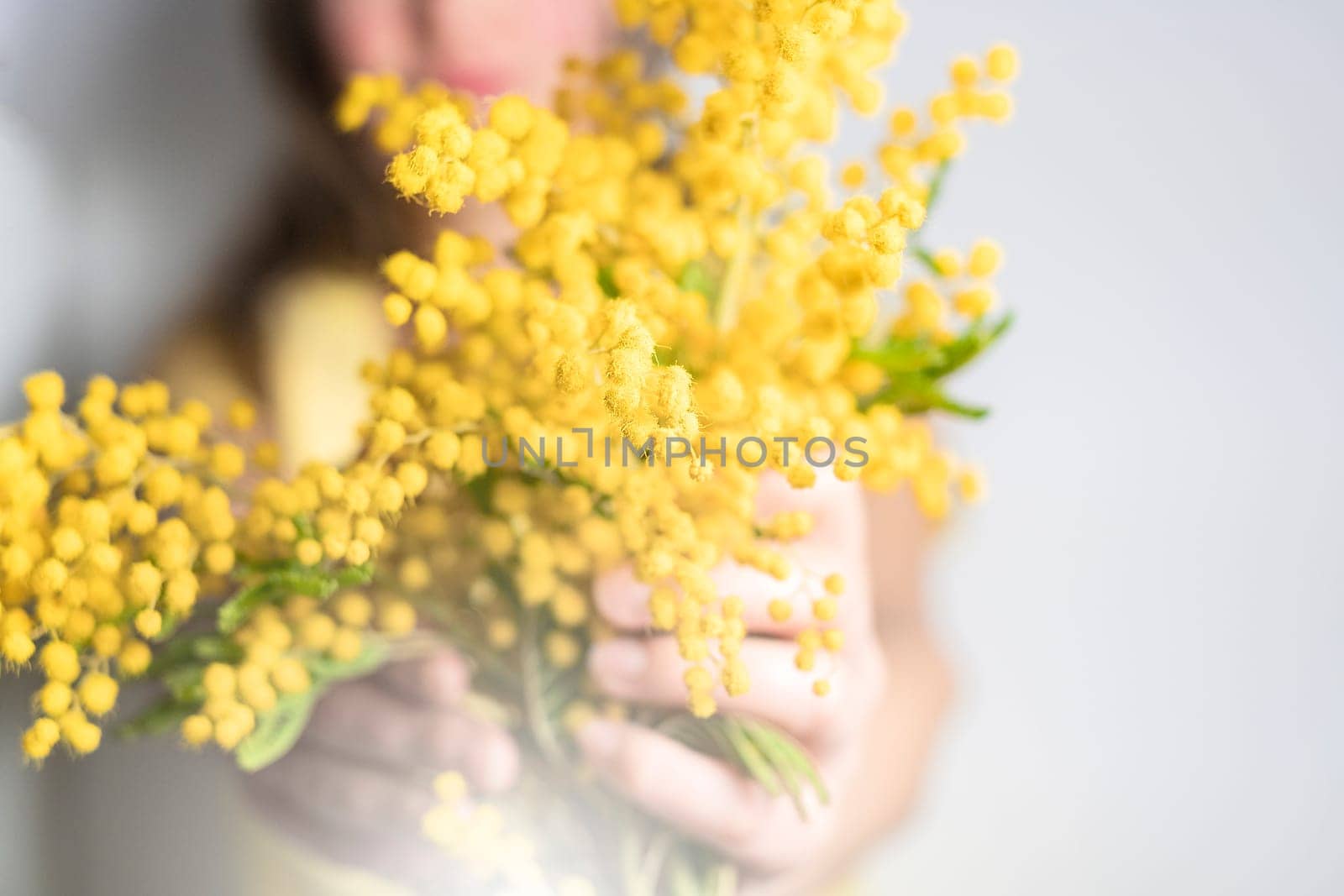 Close up hand of young girl or woman holds yellow brunch of mimosa flowers. 8 march women's day concept. by Annavish