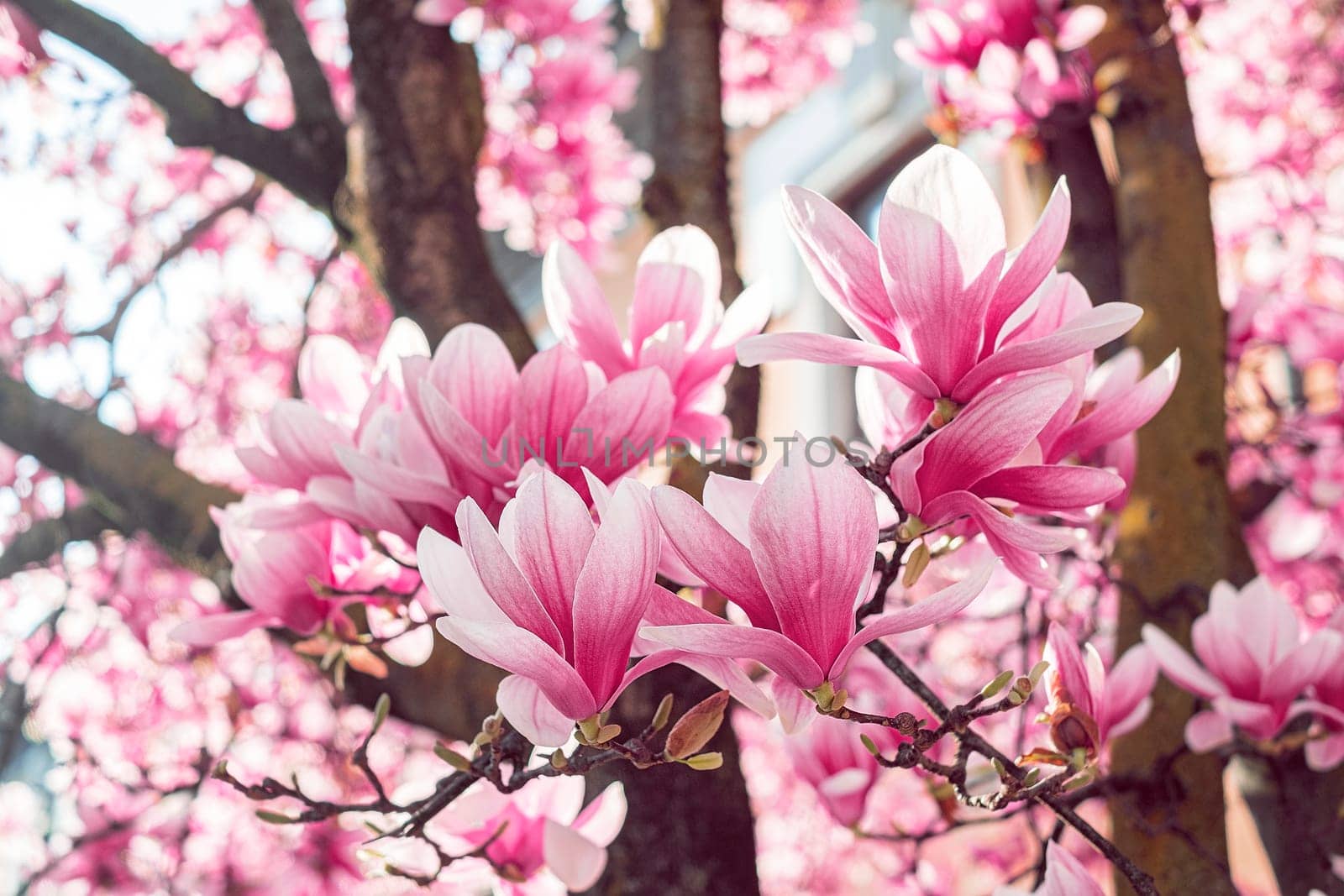 Spring floral background. Beautiful light pink magnolia flowers in soft light.