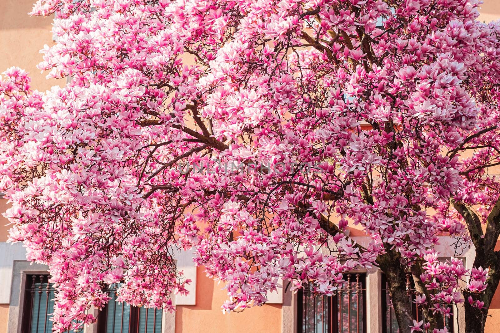 Blooming full magnolia tree in spring in the city.