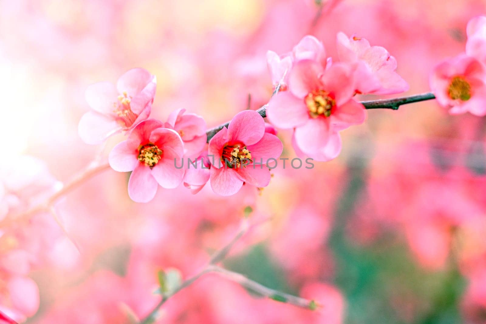 Gently pink flowers of outdoors in summer spring close-up on soft background. Delicate dreamy image of beauty of nature.