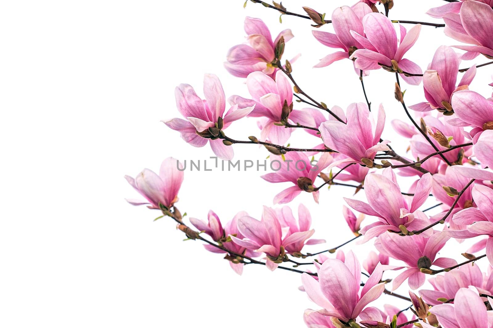 Blooming magnolia tree in spring isolated on white background.