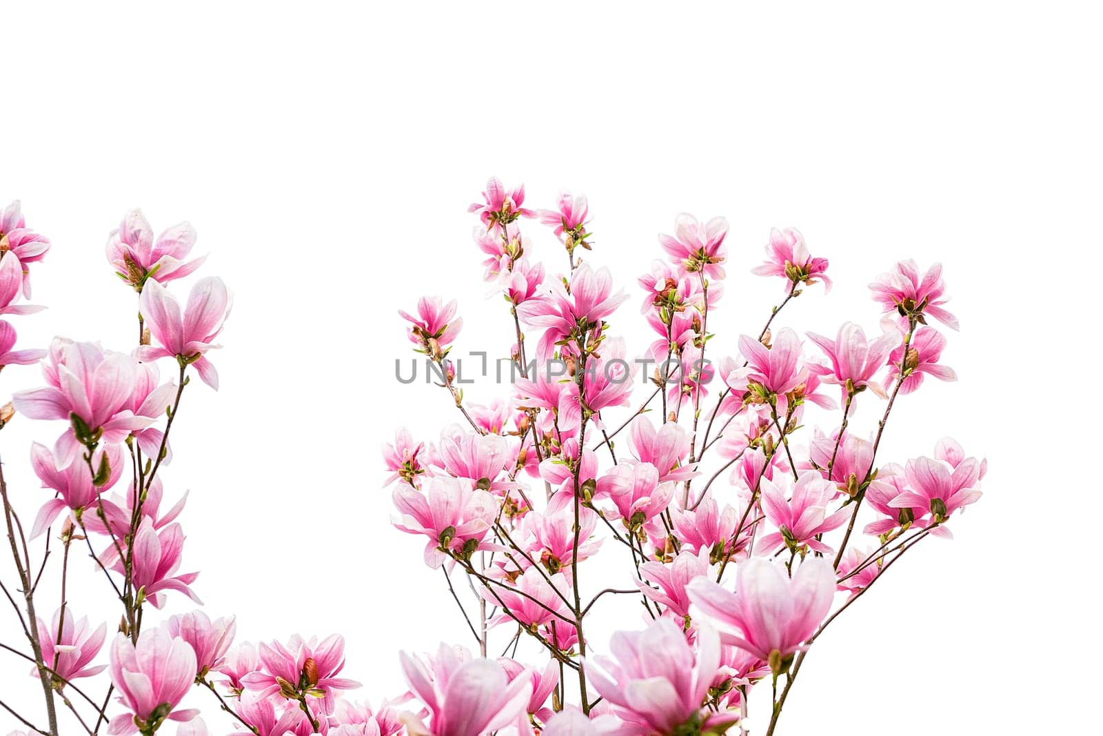 Pink magnolia flower isolated on white background.
