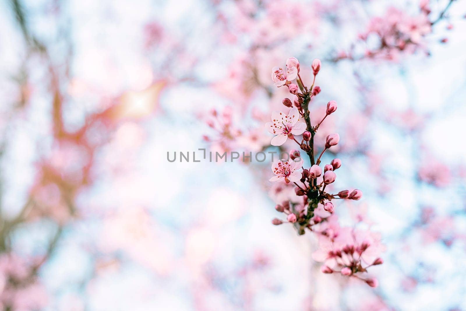 Blossom cherry tree over nature background. Spring pink flowers. Copy space.