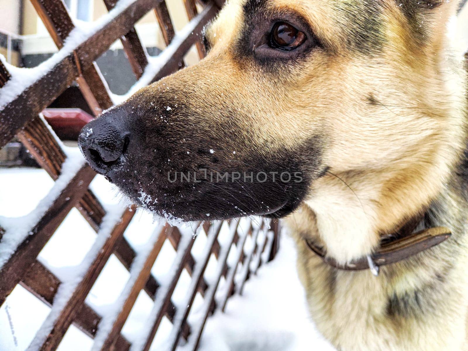 Dog German Shepherd in winter day and white snow arround. Waiting eastern European dog veo and white snow